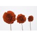 SOLA ROSE COLORS 2.4" (16" stem) Orange-  CLOSE OUT !!!